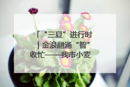 “三夏”进行时｜金浪翻涌“智”收忙——我市小麦开镰收割见闻