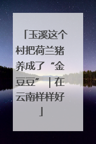 玉溪这个村把荷兰猪养成了“金豆豆”｜在云南样样好