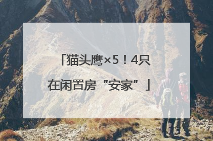 猫头鹰×5！4只在闲置房“安家”