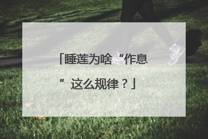 睡莲为啥“作息”这么规律？