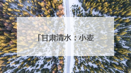 甘肃清水：小麦管理正当时 守护粮“芯”绘丰景