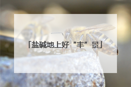 盐碱地上好“丰”景