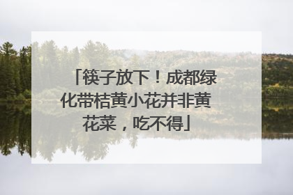 筷子放下！成都绿化带桔黄小花并非黄花菜，吃不得