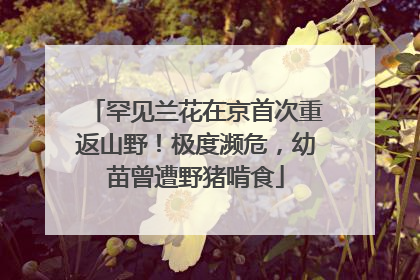 罕见兰花在京首次重返山野！极度濒危，幼苗曾遭野猪啃食