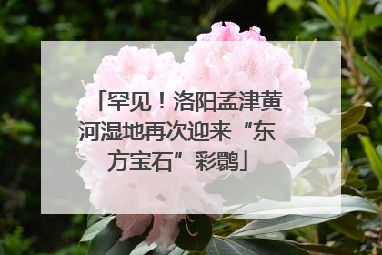 罕见！洛阳孟津黄河湿地再次迎来“东方宝石”彩鹮