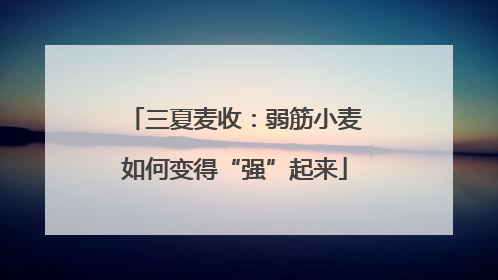 三夏麦收：弱筋小麦如何变得“强”起来