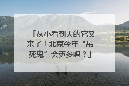 从小看到大的它又来了！北京今年“吊死鬼”会更多吗？