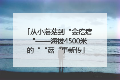 从小蘑菇到“金疙瘩“——海拔4500米的““菇“事新传