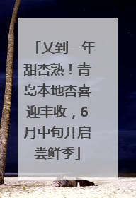 又到一年甜杏熟！青岛本地杏喜迎丰收，6月中旬开启尝鲜季