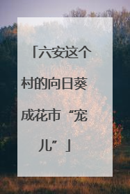 六安这个村的向日葵成花市“宠儿”