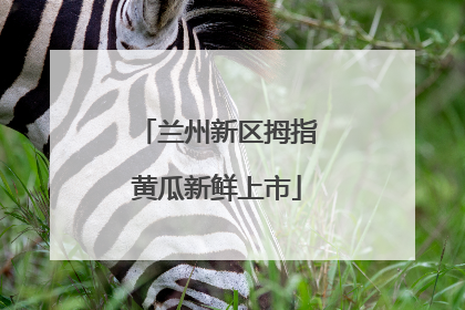 兰州新区拇指黄瓜新鲜上市