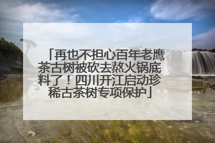 再也不担心百年老鹰茶古树被砍去熬火锅底料了！四川开江启动珍稀古茶树专项保护