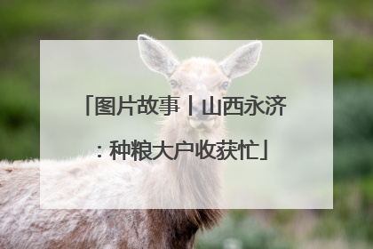 图片故事丨山西永济：种粮大户收获忙