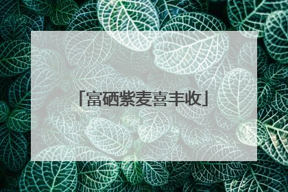 富硒紫麦喜丰收