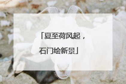 夏至荷风起，石门绘新景