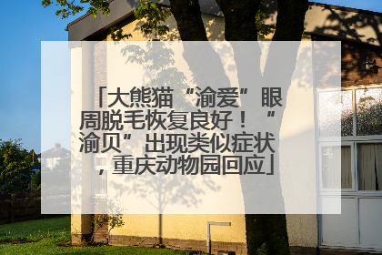 大熊猫“渝爱”眼周脱毛恢复良好！“渝贝”出现类似症状，重庆动物园回应