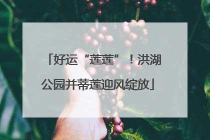 好运“莲莲”！洪湖公园并蒂莲迎风绽放