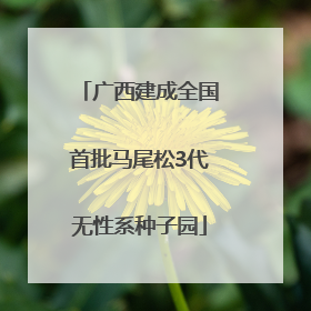 广西建成全国首批马尾松3代无性系种子园