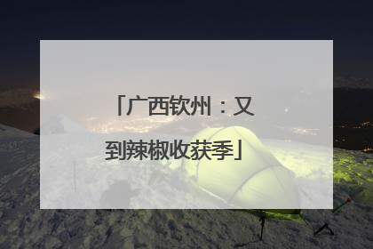 广西钦州：又到辣椒收获季