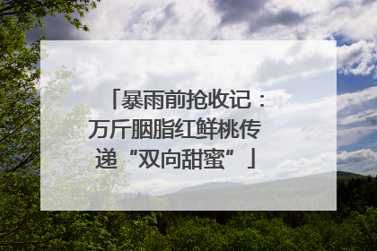 暴雨前抢收记：万斤胭脂红鲜桃传递“双向甜蜜”