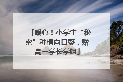 暖心！小学生“秘密”种植向日葵，赠高三学长学姐