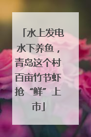 水上发电水下养鱼，青岛这个村百亩竹节虾抢“鲜”上市