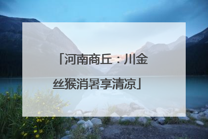 河南商丘：川金丝猴消暑享清凉