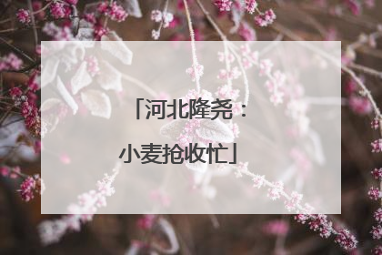 河北隆尧：小麦抢收忙