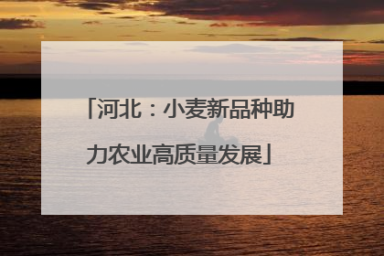 河北：小麦新品种助力农业高质量发展