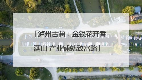 泸州古蔺：金银花开香满山 产业铺就致富路