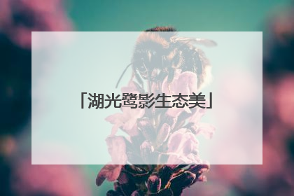 湖光鹭影生态美