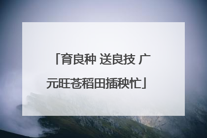 育良种 送良技 广元旺苍稻田插秧忙