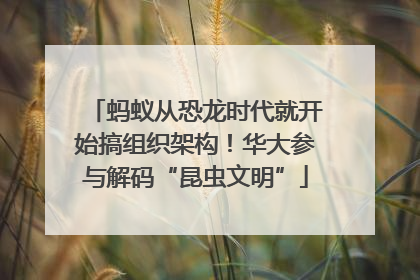 蚂蚁从恐龙时代就开始搞组织架构！华大参与解码“昆虫文明”