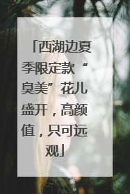 西湖边夏季限定款“臭美”花儿盛开，高颜值，只可远观