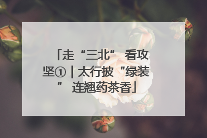 走“三北” 看攻坚①｜太行披“绿装” 连翘药茶香