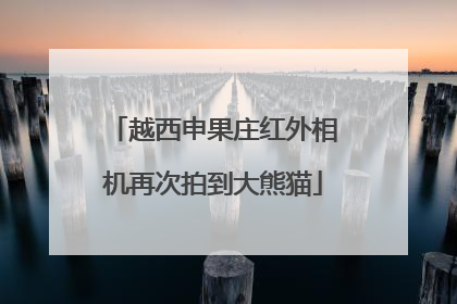 越西申果庄红外相机再次拍到大熊猫