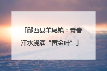 郧西县羊尾镇：青春汗水浇灌“黄金叶”