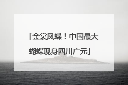 金裳凤蝶！中国最大蝴蝶现身四川广元