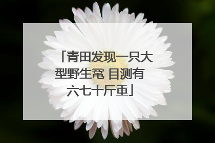 青田发现一只大型野生鼋 目测有六七十斤重