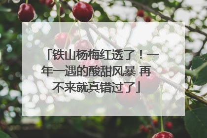 铁山杨梅红透了！一年一遇的酸甜风暴 再不来就真错过了