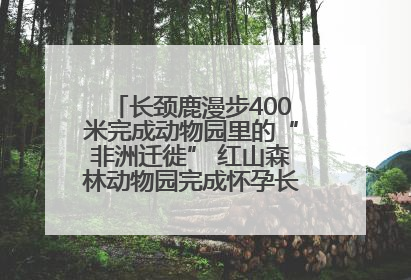 长颈鹿漫步400米完成动物园里的“非洲迁徙” 红山森林动物园完成怀孕长颈鹿步行转运