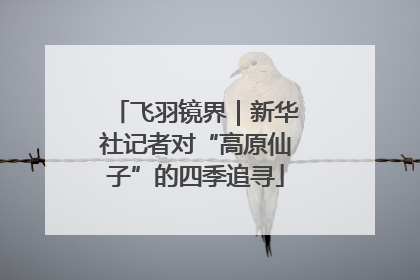 飞羽镜界｜新华社记者对“高原仙子”的四季追寻
