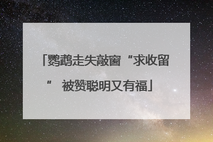 鹦鹉走失敲窗“求收留” 被赞聪明又有福