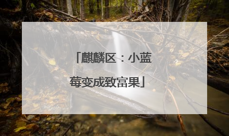 麒麟区：小蓝莓变成致富果
