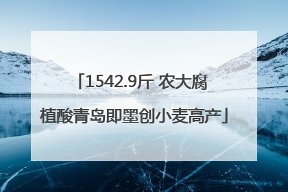 1542.9斤 农大腐植酸青岛即墨创小麦高产